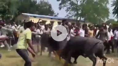 सरदारपुर: सरदारपुर में दीपावली के दूसरे दिन पारंपरिक पाड़ा दंगल का आयोजन हुआ, 7 पाड़ों ने दिखाई ताकत