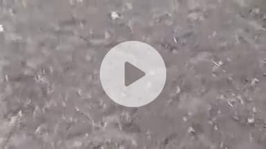 नमहोल: नम्होल क्षेत्र में लहसुन की फसल का कार्य जोरों पर, किसान खेतों में जुटे