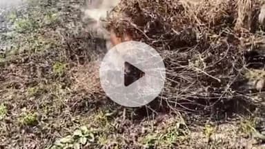 समुद्रपूर: गिरड येथील शेतकऱ्याने ऐन लश्रीपुजनाच्या दिवसी ९ एकरातील सोयाबीनच्या कापणी केलेल्या पिकाला लावली आग