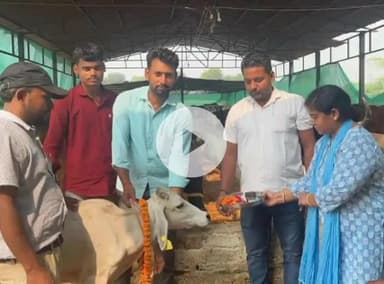 बिल्हौर: बिल्हौर में गोवर्धन पूजा के अवसर पर गौशालाओं में गायों की गई पूजा