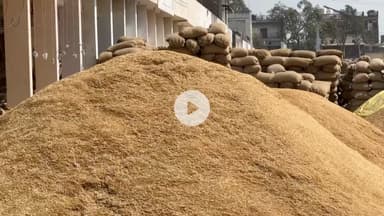 जगाधरी: यमुनानगर की सभी 13 मंडियों में अभी तक हुई पाँच लाख इक्यासी हज़ार नौ सौ चौरासी मीट्रिक टन धान की आवक, जिला उपायुक्त ने दी जानकारी #publicapp