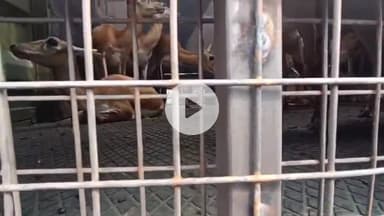 कालापीपल: इमलीखेड़ा में रेस्क्यू अभियान, हेलीकॉप्टर से 34 हिरणों का किया गया रेस्क्यू