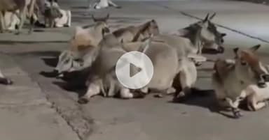 ढीमरखेड़ा: बरेहटा समेत कई ग्रामीण क्षेत्रों में बेसहारा मवेशियों का आतंक, सड़क दुर्घटनाओं का खतरा बढ़ा