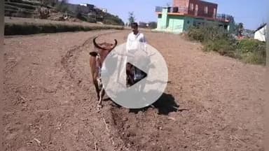 नमहोल: आधुनिक युग में भी कायम है परंपरा, नमहोल क्षेत्र में आज भी पहाड़ी बेलों से होती है खेतों में बिजाई