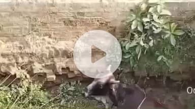 पट्टी: आसपुर देवसरा पुलिस ने गड्ढे में फंसे गौवंश को बाहर निकलवाया