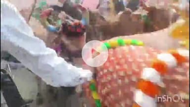 सरदारपुर: दसई में गाय गोहरी पर्व मनाया गया, मन्नतधारी ज़मीन पर लेटे, ऊपर से गुजरी गायें, किसी को खरोंच तक नहीं आई