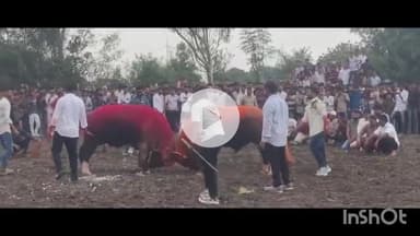 सरदारपुर: अमझेरा व राजपुरा में हुआ परंपरागत पाड़ा दंगल का आयोजन, दंगल देखने उमड़ी दूर-दूर से भीड़