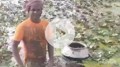 कहरा: सहरसा के मो ताहिर ने बेकार भूमि पर सिंघाड़ा की खेती से बनाया रोजगार, छठ में रहती है खूब मांग