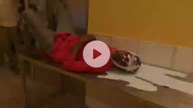 शाहबाद: पिपरिया पुल के पास डाला पलटने से पिता और दो बच्चे घायल, अस्पताल में भर्ती