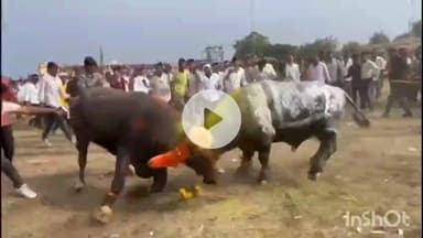 पीथमपुर: नालछा में पाड़ा दंगल: परंपरा, उत्सव और जोश का रंगीन संगम