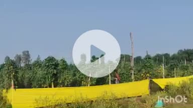 कहरा: सौरबाजार के किसान ने मचान विधि से बोरा की खेती कर बदली किस्मत, हो रही है तगड़ी कमाई