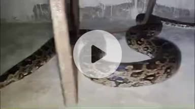 लाडपुरा: नांता इलाके की शुभम कम्पनी के गार्ड रूम में घुसा 9 फीट लंबा अजगर, लोग आए दहशत में, स्नेक केचर ने किया रेस्क्यू