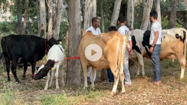 रादौर: यमुनानगर के कस्बा रादौर से मंत्री श्याम सिंह राणा ने की राज्यस्तरीय मुंह खुर व गलघोटू के संयुक्त टीकाकरण अभियान की शुरुआत की