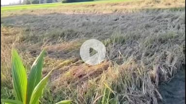 பட்டுக்கோட்டை: அதிகாரிகள் வந்து பார்வையிடவேண்டும் ... நிவாரணம் வழங்க வேண்டும்: பட்டுக்கோட்டை விவசாயிகள் கண்ணீருடன் கோரிக்கை