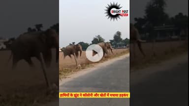 हाथियों के झुंड ने कॉलोनी और खेतों में मचाया हड़कंप