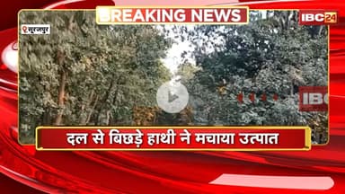 Surajpur Elephant News: दल से बिछड़े हाथी ने मचाया उत्पात। हाथी ने फसलों को किया बर्बाद | देखिए..