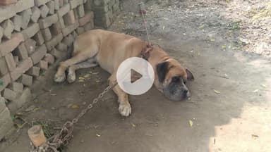 जौनपुर: गोपीपुर वार्ड में पालतू कुत्ते के हमले में एक मजदूर गंभीर रूप से घायल