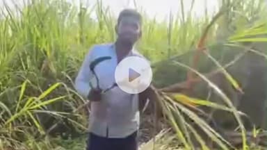 बरेली: चीनी मिल शुरू नहीं हुई, मजबूरन कोल्हू पर गन्ना डाल रहे किसान, हो रहा आर्थिक नुकसान