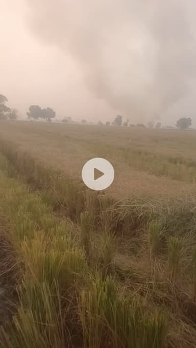 किसान सरेआम लग रहे हैं परली में आग  #news #city #pollution #haryana