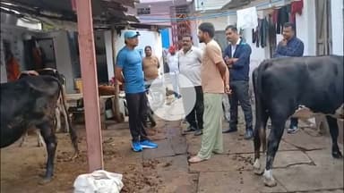 सागर नगर: शहर की डेयरियों पर निगमायुक्त की सख्ती, 9 पर एफआईआर के निर्देश, सड़क पर गोबर फैलाने पर ₹10000 का जुर्माना