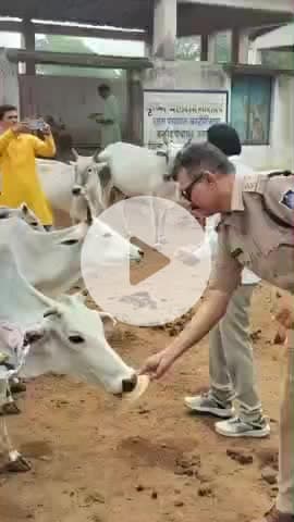 जतारा: दिगौड़ा पुलिस ने सड़क दुर्घटनाओं को देखते हुए गौ वंशों को सुरक्षित स्थान दिलाया, एसपी ने की सराहना
