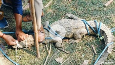 मिर्ज़ापुर: हरसिंहपुर गांव के सिवान में मझरा गांव के एक पुराने कुएं में मगरमच्छ दिखाई देने से मचा हड़कंप, वन विभाग ने किया रेस्क्यू