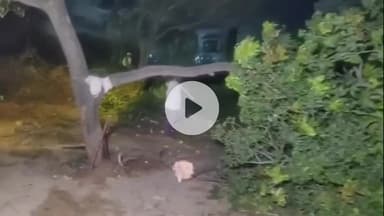 अमरोहा: अमरोहा में लकड़ी माफियाओं के हौसले बुलंद, DFO अधिकारी के आवास के पास काटे आम के हरे-भरे पेड़, विभाग बना अनजान