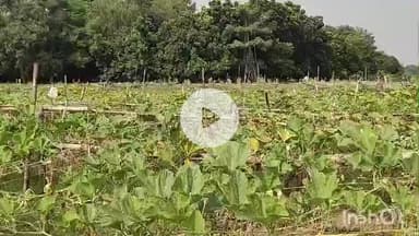 कहरा: बखरी गांव के किसान छठ पर्व का बेसब्री से करते हैं इंतजार, कद्दू बेचकर ₹70000 तक कमा लेते हैं