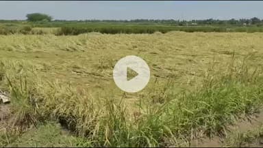 திருவையாறு: நெல் பயிர்கள் மூழ்கியதால் வேதனை... தஞ்சை அருகே டிராக்டர் விட்டு அழித்த பெண் விவசாயி