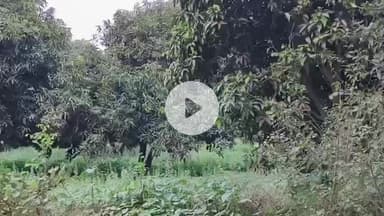 अमरोहा: अमरोहा में तेंदुए की दहशत बरकरार, बायपास रोड पर आम के बाग में बाइक सवार को दिखाई दिया तेंदुआ, बना दहशत का माहौल