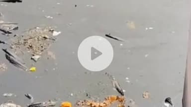 झालरापाटन: झालावाड़ में प्राचीन बावड़ी में मछलियों की मौत, दुर्गंध से लोग परेशान, प्रशासन की लापरवाही आई सामने