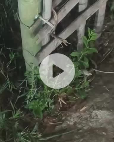 पूर्णिया पूर्व: चांदी कठुआ गांव में निकला जहरीला करैत सांप, लोगों ने उसे जंगल की ओर छोड़ा