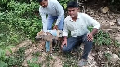 पीरटांड: पीरटांड़ के झरहा गांव में नीलगाय के बच्चे को बचाने वाले आदिवासी समाज के लोग हुए सम्मानित