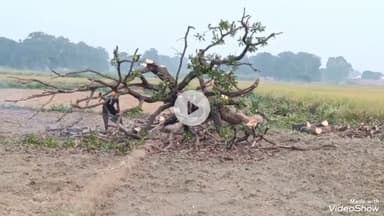 मिर्ज़ापुर: विंध्याचल क्षेत्र के तिवारीपुर गांव में धड़ल्ले से काटे जा रहे हरे पेड़, बगैर परमिशन के पेड़ काटने से वन विभाग बेखबर