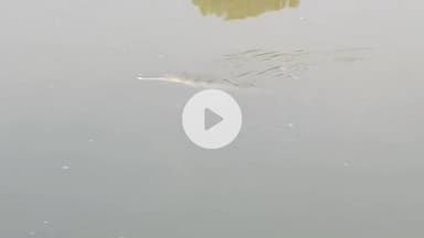 Raibareli-#shalon #garam #baghaulla Shai nadi me aya
mgar mach