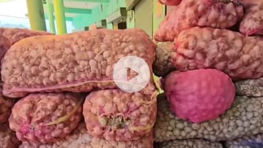 सोलन: सोलन सब्जी मंडी में बीज के लहसुन के दाम में तेजी, किसानों की आय में हुई बढ़ोतरी