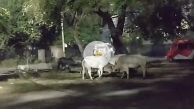 सागर नगर: सागर के जिला अस्पताल परिसर में आवारा पशुओं का आतंक, गाय और बैल आपस में भिड़े