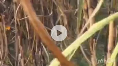 हरदोई: रमदानकुई गांव में खेतों में झूलती हाईटेंशन लाइन की चपेट में आकर 5 बीघा गन्ना जला, लाखों का नुकसान