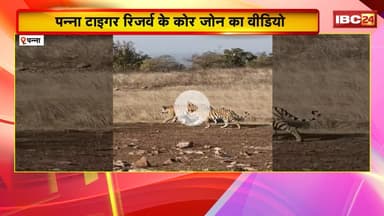 Panna Tiger Reserve: बाघिन पी 141 के 3 शावकों का वीडियो वायरल। जंगल में बढ़ी रौनक, Video जमकर Viral