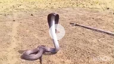 धरमपुरी: लोदीपुरा स्कूल में घुसा ब्लैक कोबरा सांप, स्कूल स्टाफ सहित छात्र-छात्राओं में मची अफरा-तफरी, सर्प मित्र ने किया रेस्क्यू