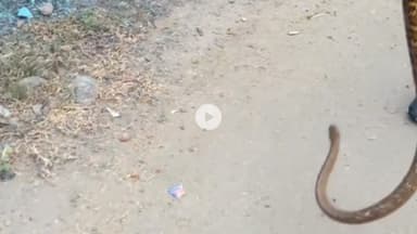 बेरमो: संडे बाज़ार स्थित घर से निकला सांप, आसपास के लोगों में दहशत