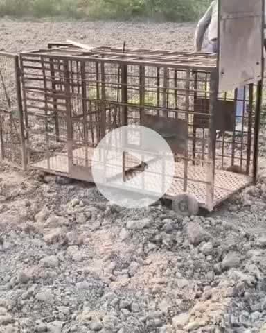 दौसा: अयोध्या नगर में घुसे तेंदुए से दहशत जारी, पकड़ने के लिए लगाया पिंजरा, 24 घंटे बाद भी वन विभाग के हाथ खाली