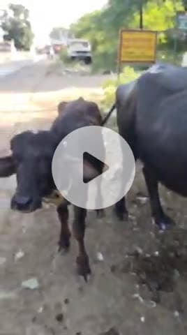 तो भाइयों ये भेस को गई है किसी भी भाई को दिखे तो बताना contact number.9630602480
contact number.9981654405