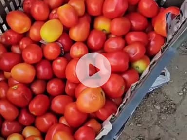 सोलन: सर्दियों में सब्जियों के दाम बढ़े, सोलन मंडी में तेजी का दौर