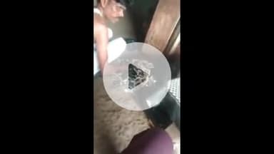 सिराथू: अझुवा के एक सरकारी भांग के ठेके में गांजे के भंडारण का वीडियो वायरल, आबकारी की जांच जारी