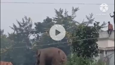 घाघरा: आदर गांव में भटका जंगली हाथी, दो दुकानें क्षतिग्रस्त, ग्रामीणों ने दी जानकारी