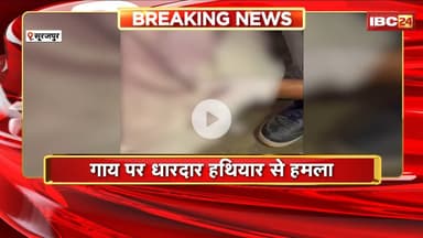 Surajpur Crime News : गाय पर धारदार हथियार से हमला | गौ सेवकों ने की Police से शिकायत