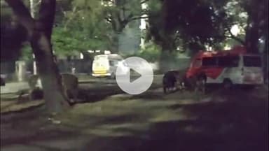 सागर नगर: सागर जिला अस्पताल में आवारा मवेशियों का दंगल, मरीजों को हो रही है परेशानी