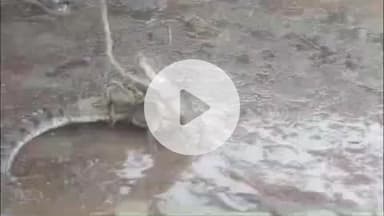 दीगोद: सनीजा बावड़ी गांव के आबादी क्षेत्र में देर रात आया मगरमच्छ, वन विभाग की टीम ने किया रेस्क्यू