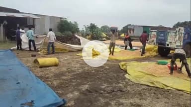 खंडवा नगर: खंडवा: खेतों में कटी मक्का की फसल हुई खराब, नमी से लागत निकलना भी मुश्किल